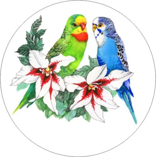 Budgies