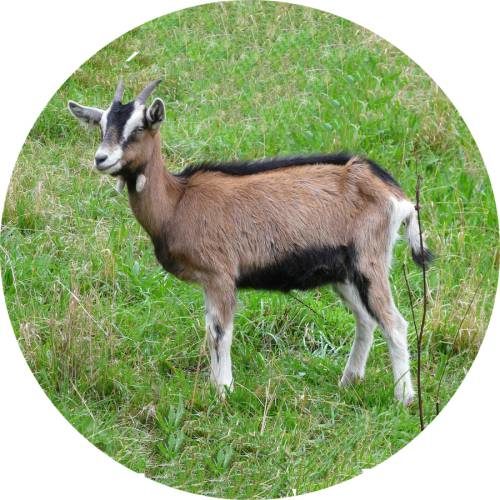 Goat 1