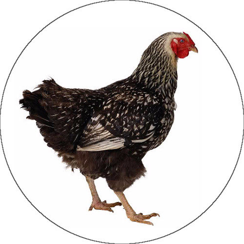 Hen