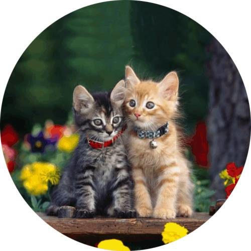 Kittens