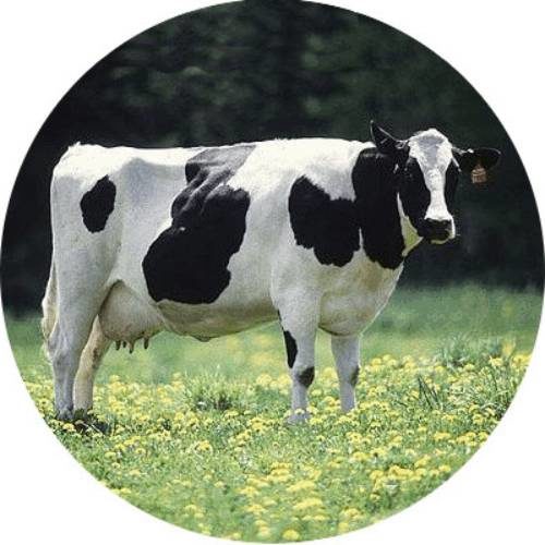 holstein cow