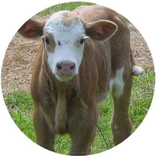 Calf