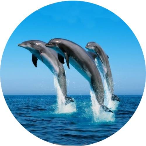 Dolphins