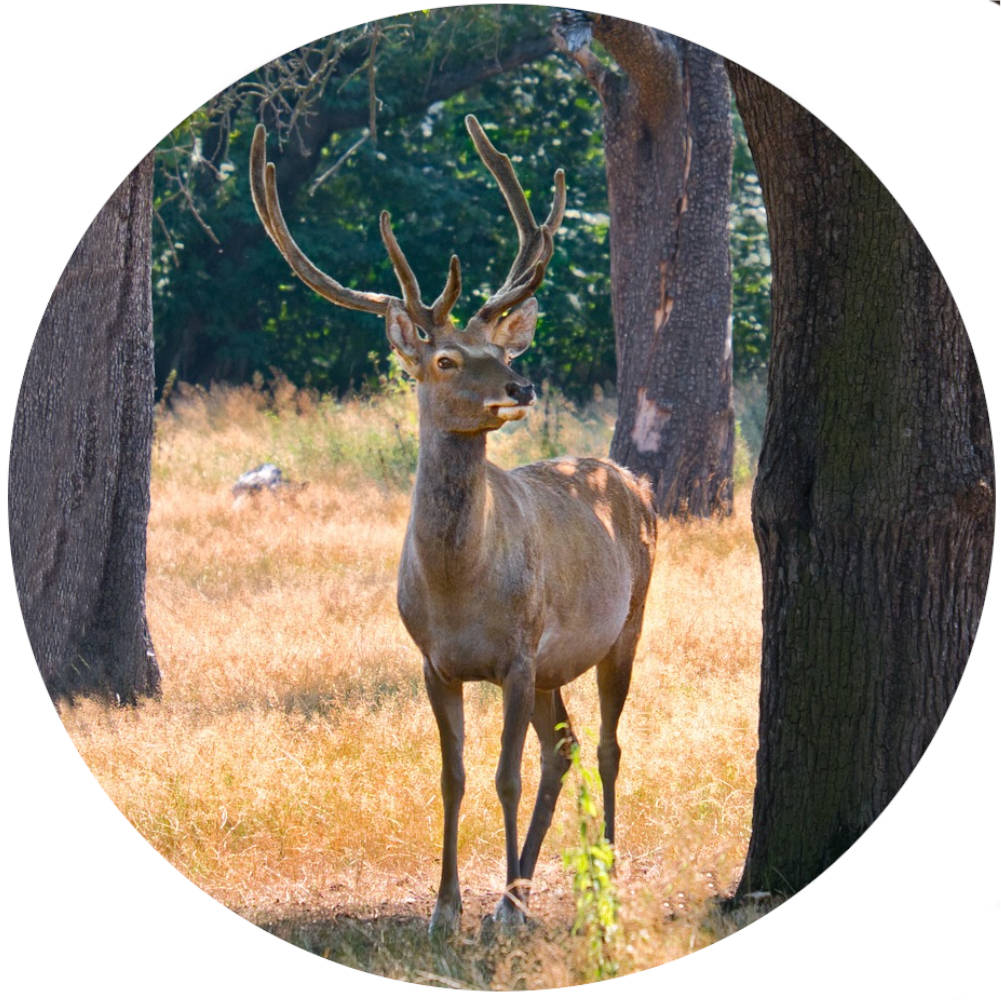 Deer